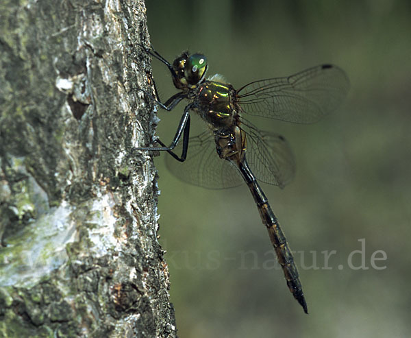 Gefleckte Smaragdlibelle (Somatochlora flavomaculata)