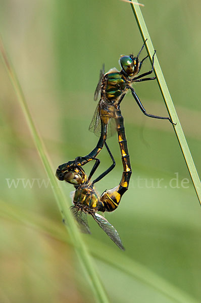 Gefleckte Smaragdlibelle (Somatochlora flavomaculata)