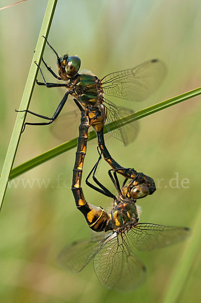 Gefleckte Smaragdlibelle (Somatochlora flavomaculata)