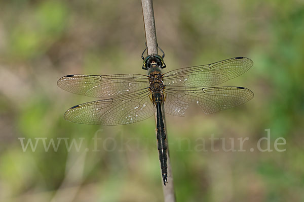 Gefleckte Smaragdlibelle (Somatochlora flavomaculata)