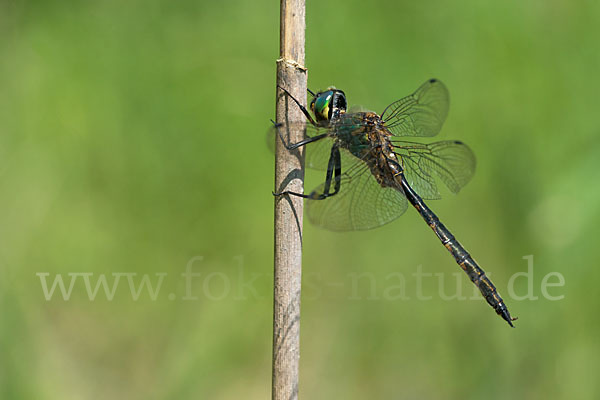 Gefleckte Smaragdlibelle (Somatochlora flavomaculata)