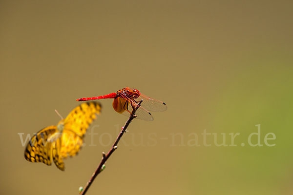 Gefleckte Sonnenzeiger (Trithemis kirbyi)