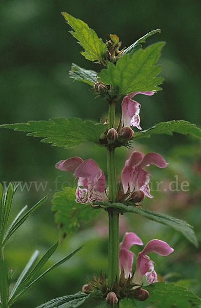 Gefleckte Taubnessel (Lamium maculatum)