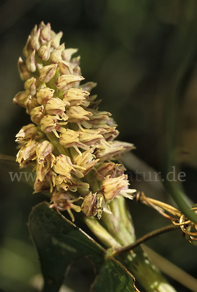 Gefleckte Waldwurz (Neottinea maculata)