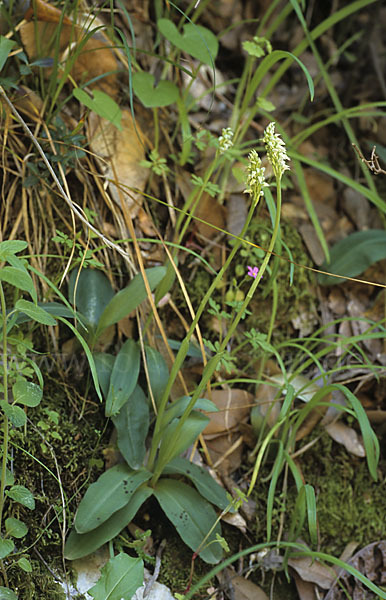 Gefleckte Waldwurz (Neottinea maculata)