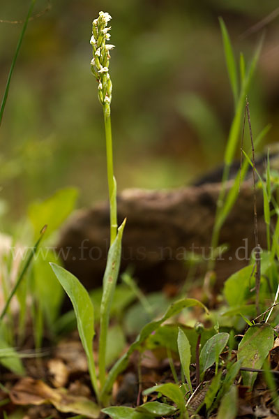 Gefleckte Waldwurz (Neottinea maculata)