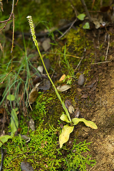 Gefleckte Waldwurz (Neottinea maculata)