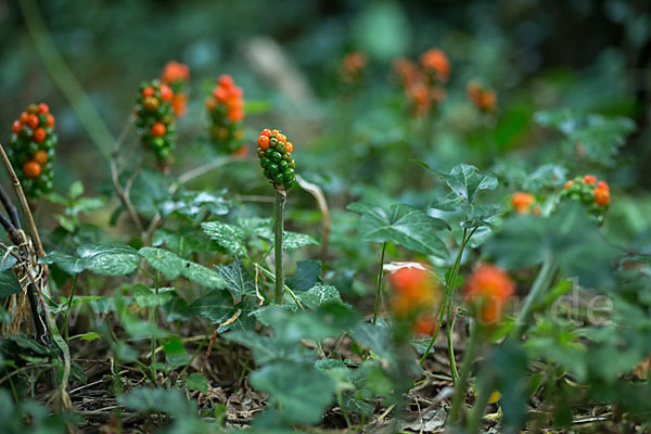 Gefleckter Aronstab (Arum maculatum)