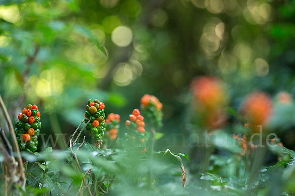 Gefleckter Aronstab (Arum maculatum)