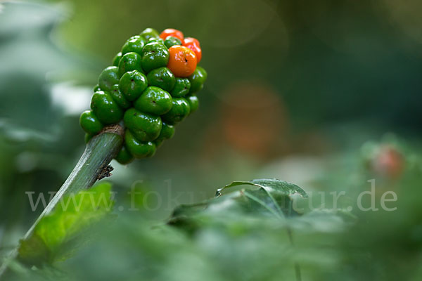 Gefleckter Aronstab (Arum maculatum)