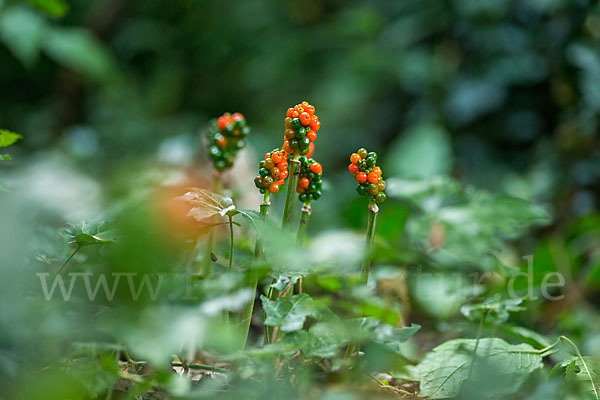 Gefleckter Aronstab (Arum maculatum)