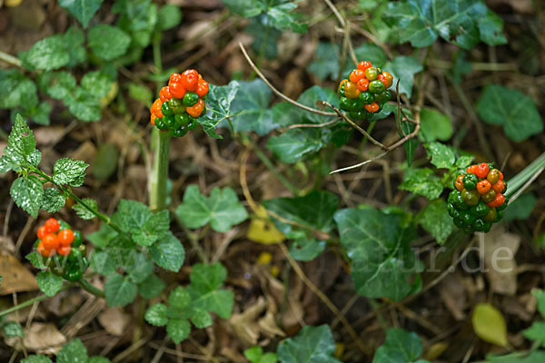 Gefleckter Aronstab (Arum maculatum)