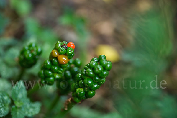 Gefleckter Aronstab (Arum maculatum)