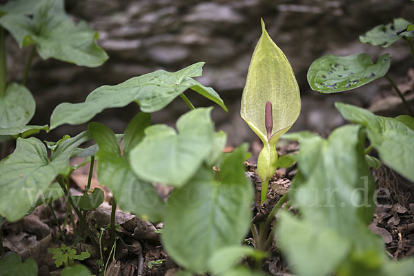 Gefleckter Aronstab (Arum maculatum)