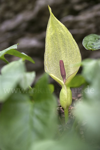 Gefleckter Aronstab (Arum maculatum)