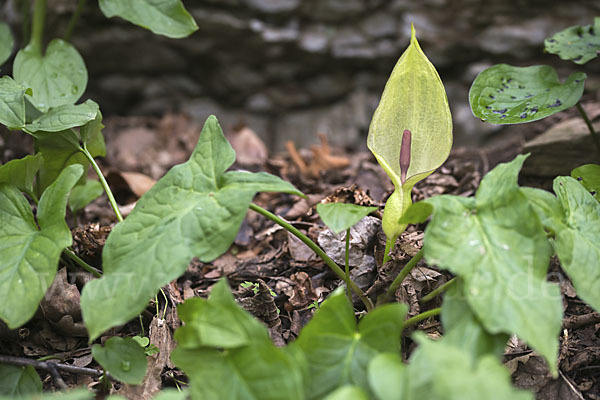 Gefleckter Aronstab (Arum maculatum)