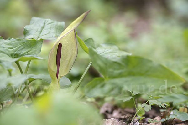 Gefleckter Aronstab (Arum maculatum)