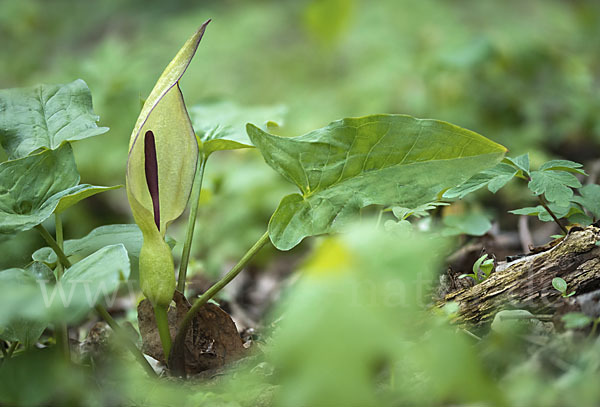 Gefleckter Aronstab (Arum maculatum)