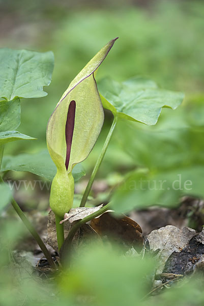 Gefleckter Aronstab (Arum maculatum)