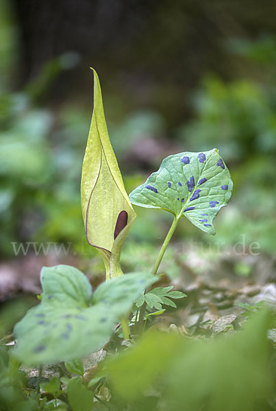 Gefleckter Aronstab (Arum maculatum)