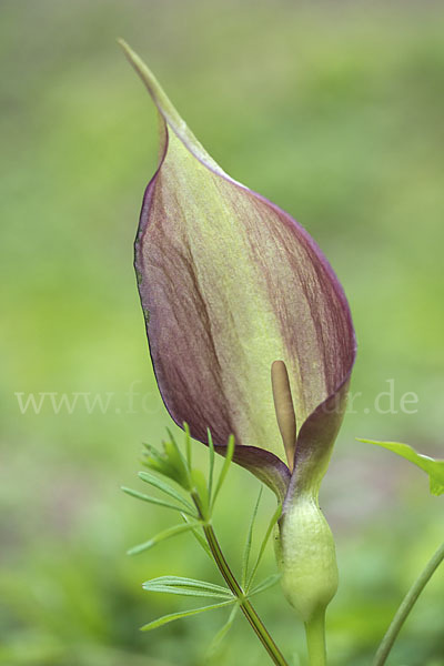 Gefleckter Aronstab (Arum maculatum)