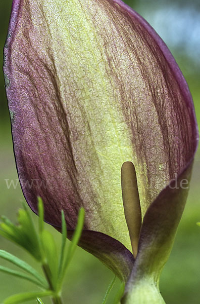 Gefleckter Aronstab (Arum maculatum)