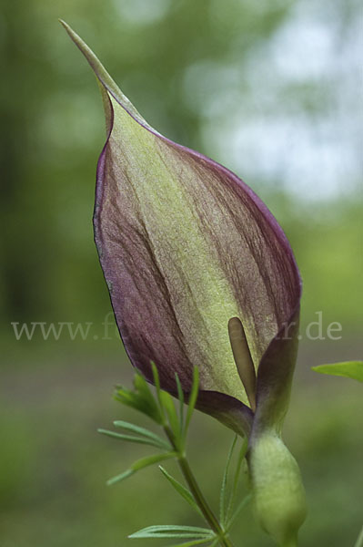 Gefleckter Aronstab (Arum maculatum)