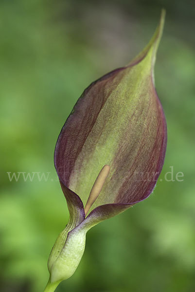 Gefleckter Aronstab (Arum maculatum)