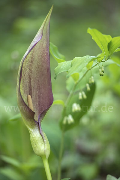 Gefleckter Aronstab (Arum maculatum)