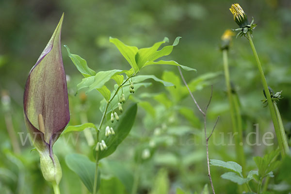 Gefleckter Aronstab (Arum maculatum)