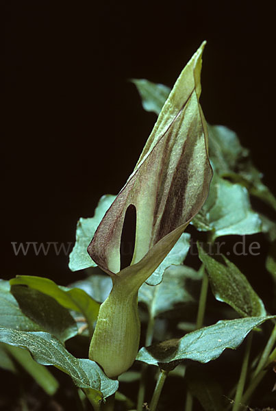 Gefleckter Aronstab (Arum maculatum)