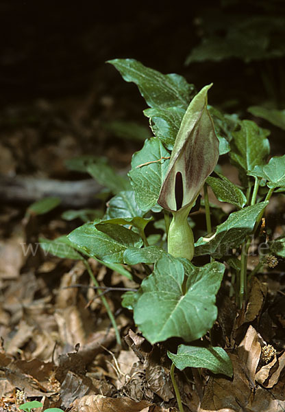 Gefleckter Aronstab (Arum maculatum)