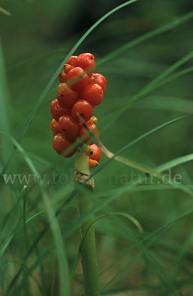 Gefleckter Aronstab (Arum maculatum)