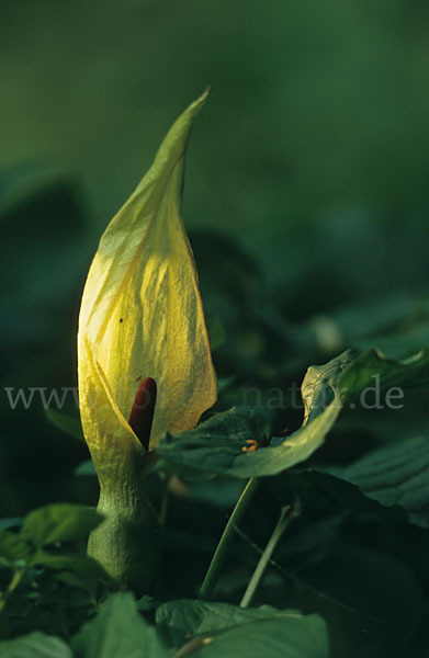 Gefleckter Aronstab (Arum maculatum)