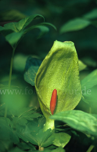 Gefleckter Aronstab (Arum maculatum)