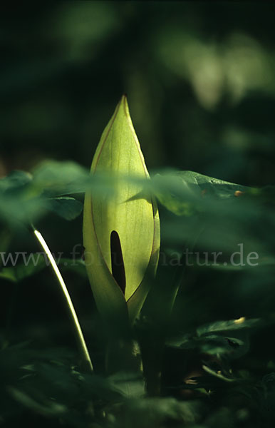 Gefleckter Aronstab (Arum maculatum)