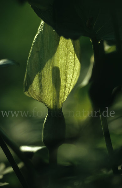 Gefleckter Aronstab (Arum maculatum)