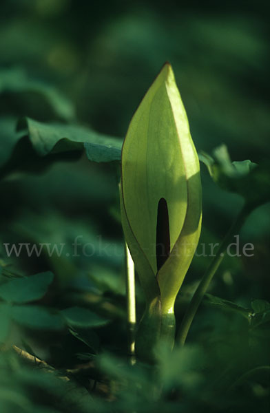 Gefleckter Aronstab (Arum maculatum)