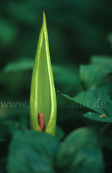 Gefleckter Aronstab (Arum maculatum)