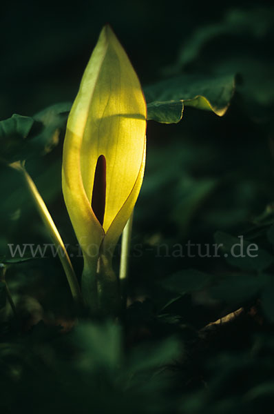 Gefleckter Aronstab (Arum maculatum)