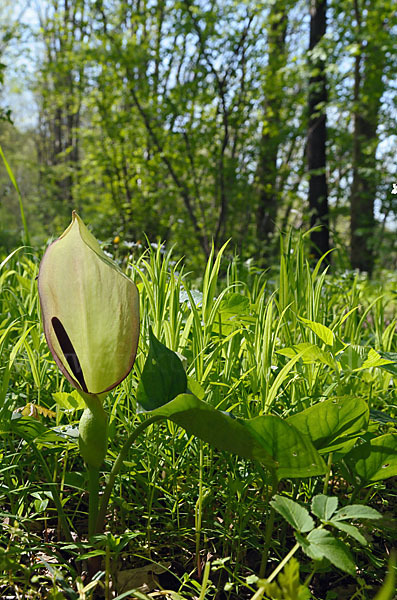 Gefleckter Aronstab (Arum maculatum)