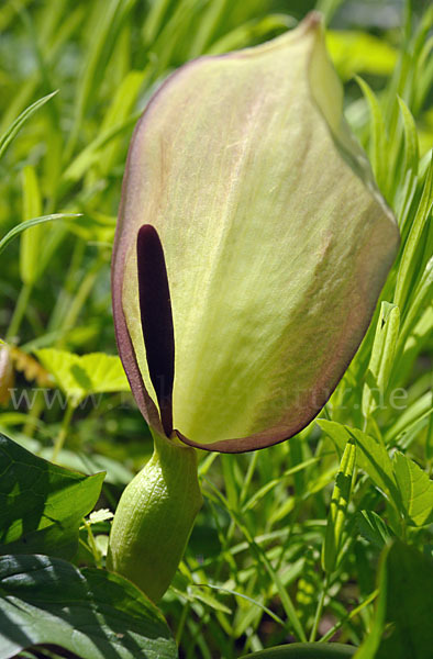 Gefleckter Aronstab (Arum maculatum)