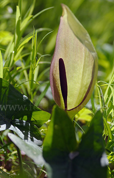 Gefleckter Aronstab (Arum maculatum)