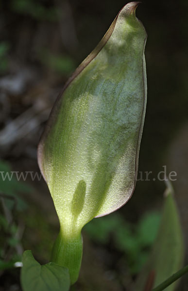 Gefleckter Aronstab (Arum maculatum)