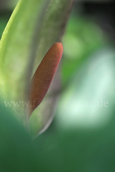 Gefleckter Aronstab (Arum maculatum)