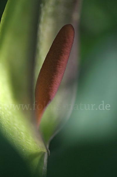 Gefleckter Aronstab (Arum maculatum)