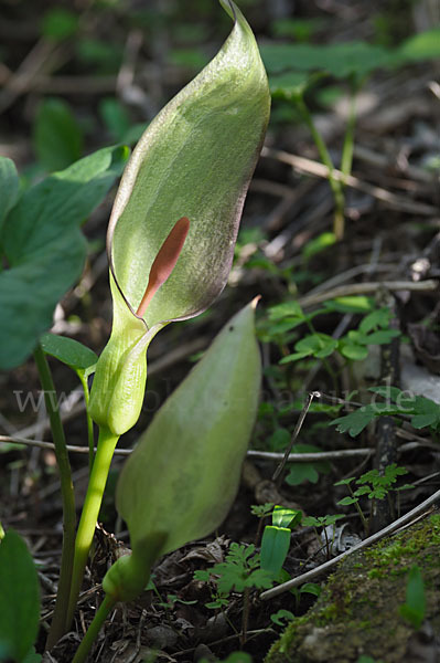 Gefleckter Aronstab (Arum maculatum)