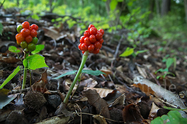 Gefleckter Aronstab (Arum maculatum)