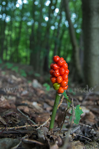 Gefleckter Aronstab (Arum maculatum)