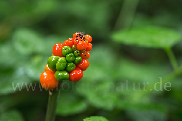 Gefleckter Aronstab (Arum maculatum)